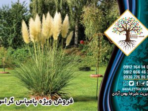 خرید نهال پامپاس گراس و قیمت آن