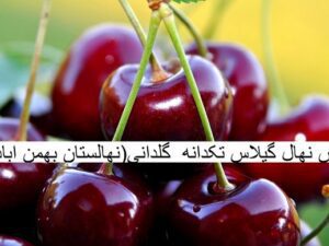 خرید نهال گیلاس تکدانه +قیمت