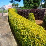 خرید عمده شمشاد طلایی