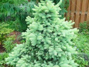 خرید کاج نوئل و قیمت ان