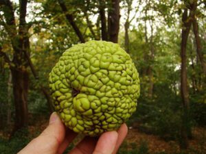 توت امریکایی