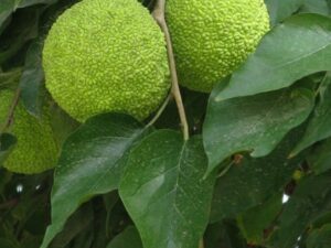 توت امریکایی