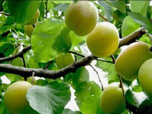 درخت زردالو