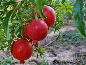 بهترین رقم انار