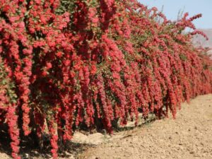 زرشک خوراکی