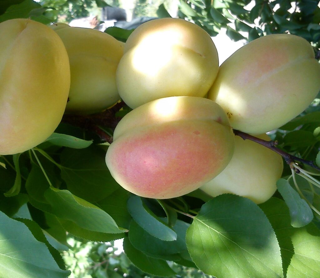 خرید نهال عمده زردآلو کرج