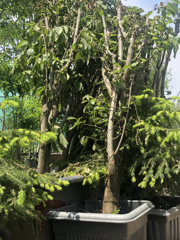 درخت چند ساله خرمالو