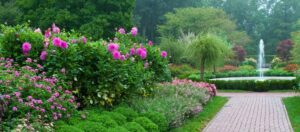 انواع گل و گياه باغچه اي