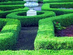 خرید عمده شمشاد سبز