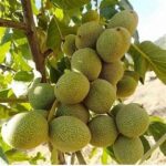 خرید نهال عمده گردو