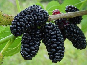 خرید نهال عمده شاتوت کرج