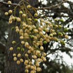 خرید نهال عمده زیتون تلخ