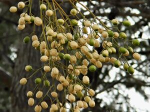 خرید نهال عمده زیتون تلخ