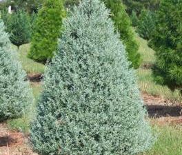 سرو نقره ای