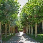 خرید نهال عمده چنار