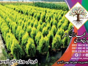 خرید نهال کامیس پاریس و قیمت ان