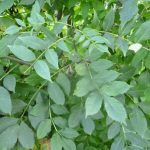 خرید نهال عمده زبان گنجشک