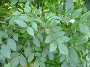 خرید نهال عمده زبان گنجشک