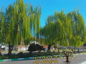 خرید نهال عمده بید مجنون