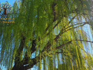 خرید نهال عمده بید مجنون