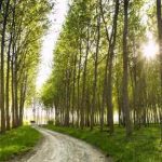 خرید نهال عمده تبریزی