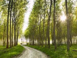 خرید نهال عمده تبریزی