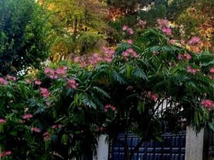 خرید نهال ابریشم ایرانی