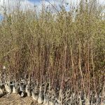 خرید نهال عمده آلبالو