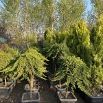 کاج ستاره ای