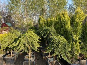 کاج ستاره ای