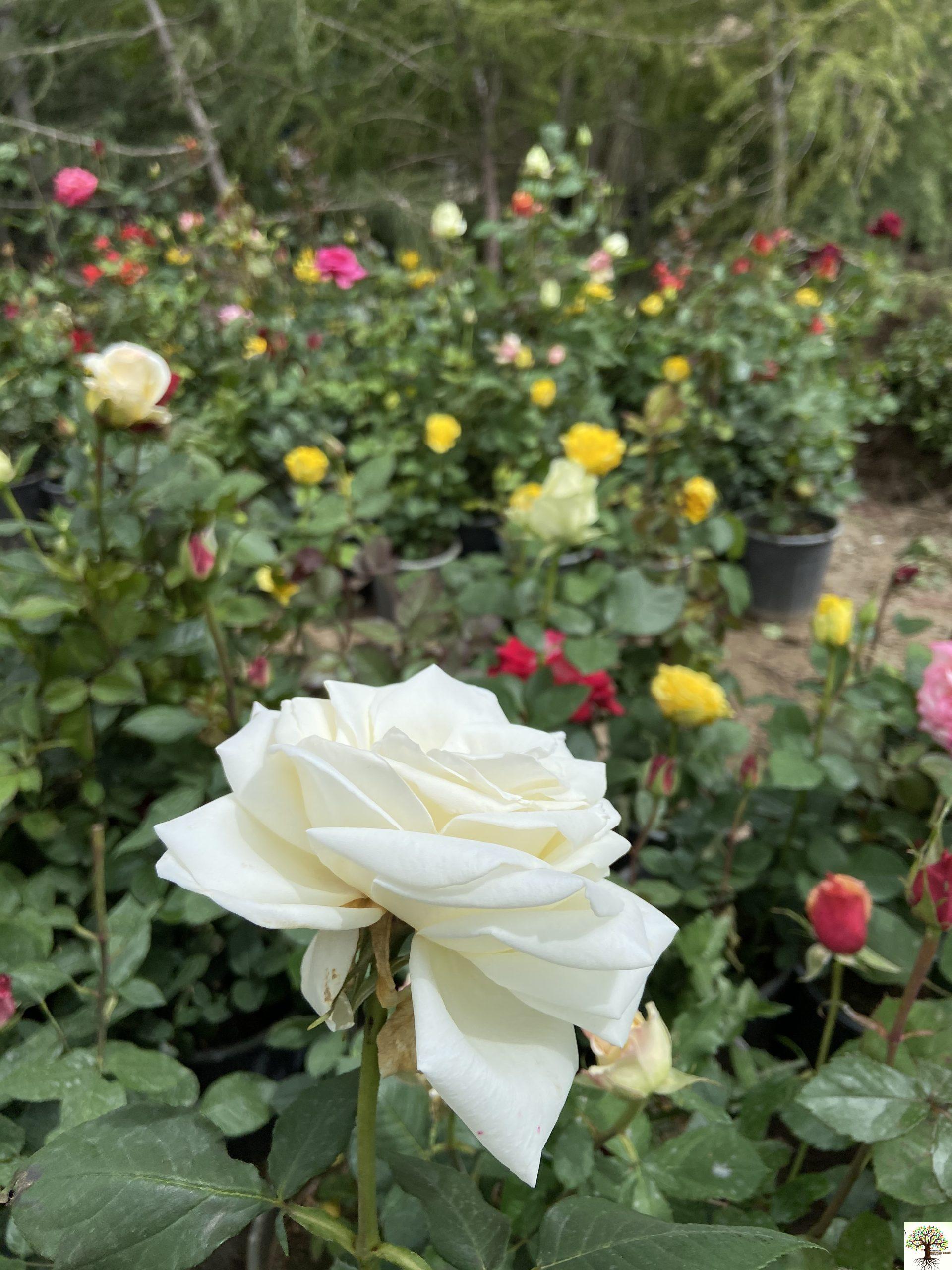 رز هلندی رز هلندی