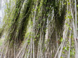 خرید نهال عمده تبریزی