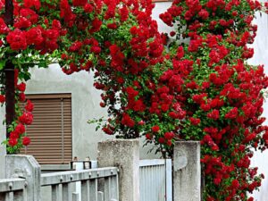 خرید عمده ساناز رونده