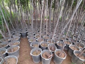 درخت زبان گنجشک