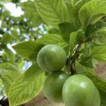 درخت گوجه سبز