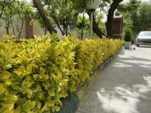 خرید عمده شمشاد طلایی