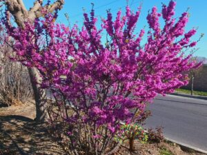 خرید نهال عمده ارغوان