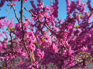 خرید نهال عمده ارغوان