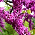 خرید نهال عمده ارغوان