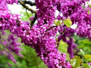 خرید نهال عمده ارغوان