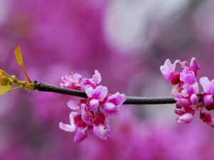 خرید نهال عمده ارغوان