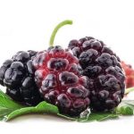 خرید نهال عمده شاتوت کرج