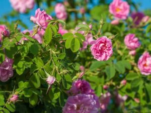 خرید عمده گل محمدی