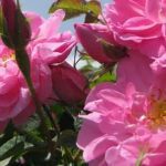 خرید گل محمدی و قیمت آن