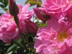 خرید گل محمدی و قیمت آن