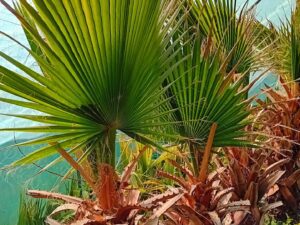 خرید نهال عمده پالم واشنگتن