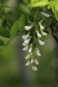 4 درختی که نباید داخل باغچه کاشت