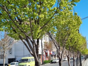 خرید عمده نارون پیوندی