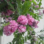 خرید نهال عمده اقاقیا پیوندی