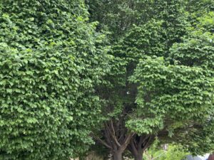 خرید عمده نارون پیوندی